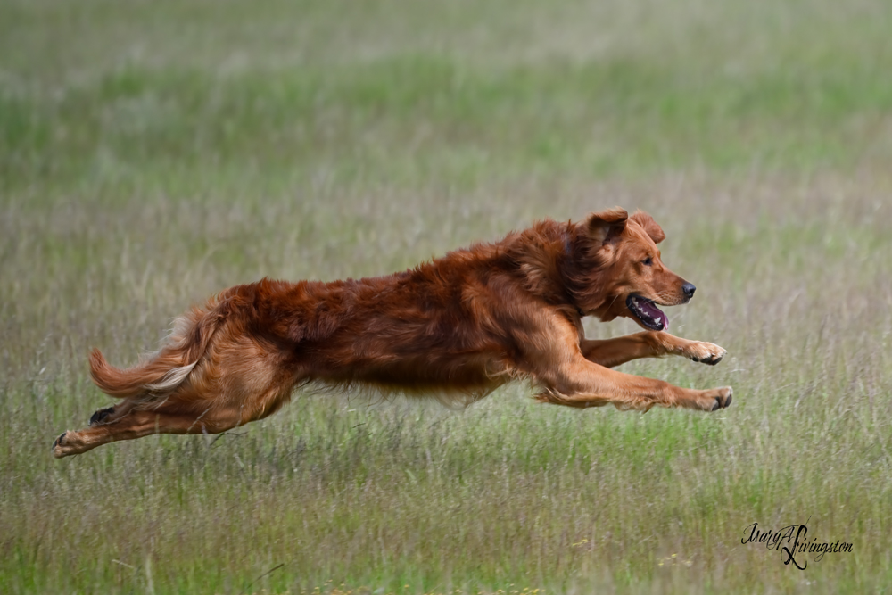 Dog photo