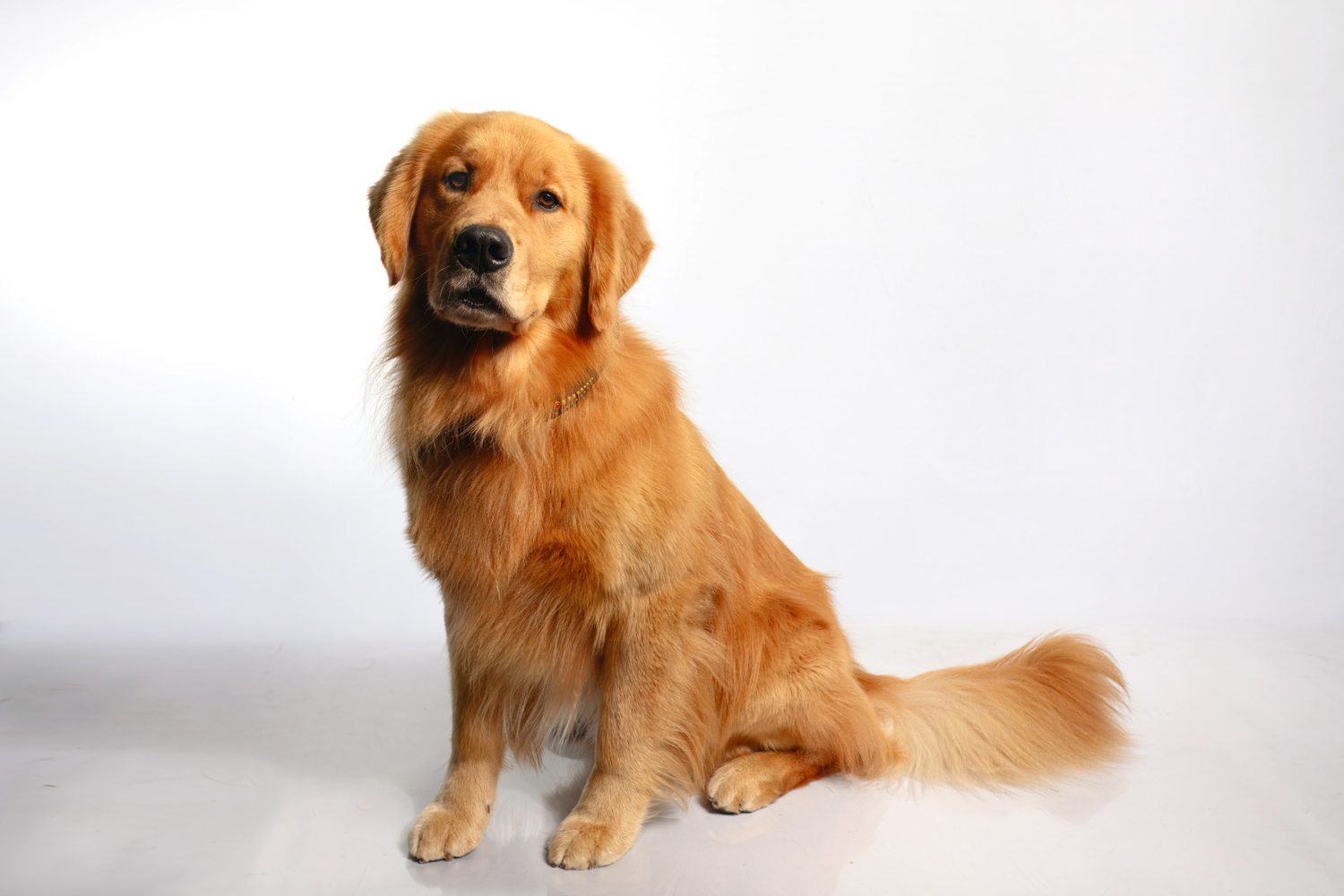 Dog photo