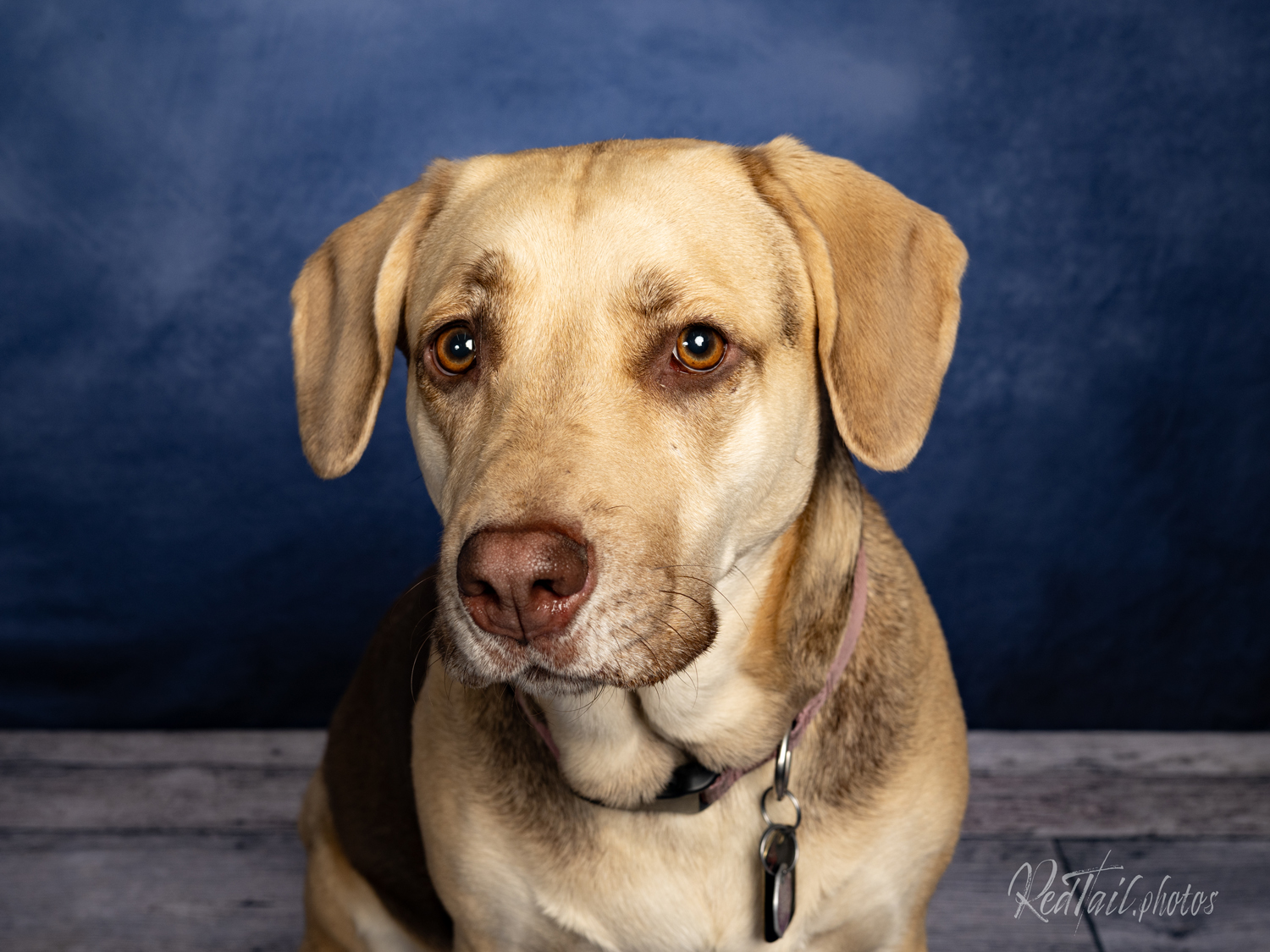 Dog photo