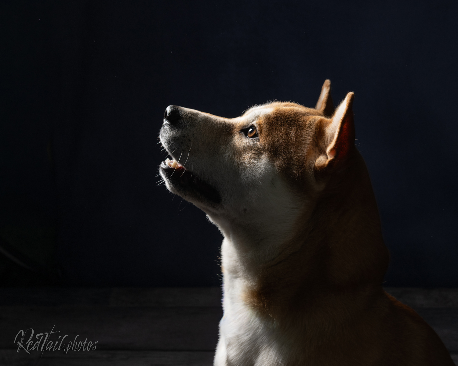 Puppies photo