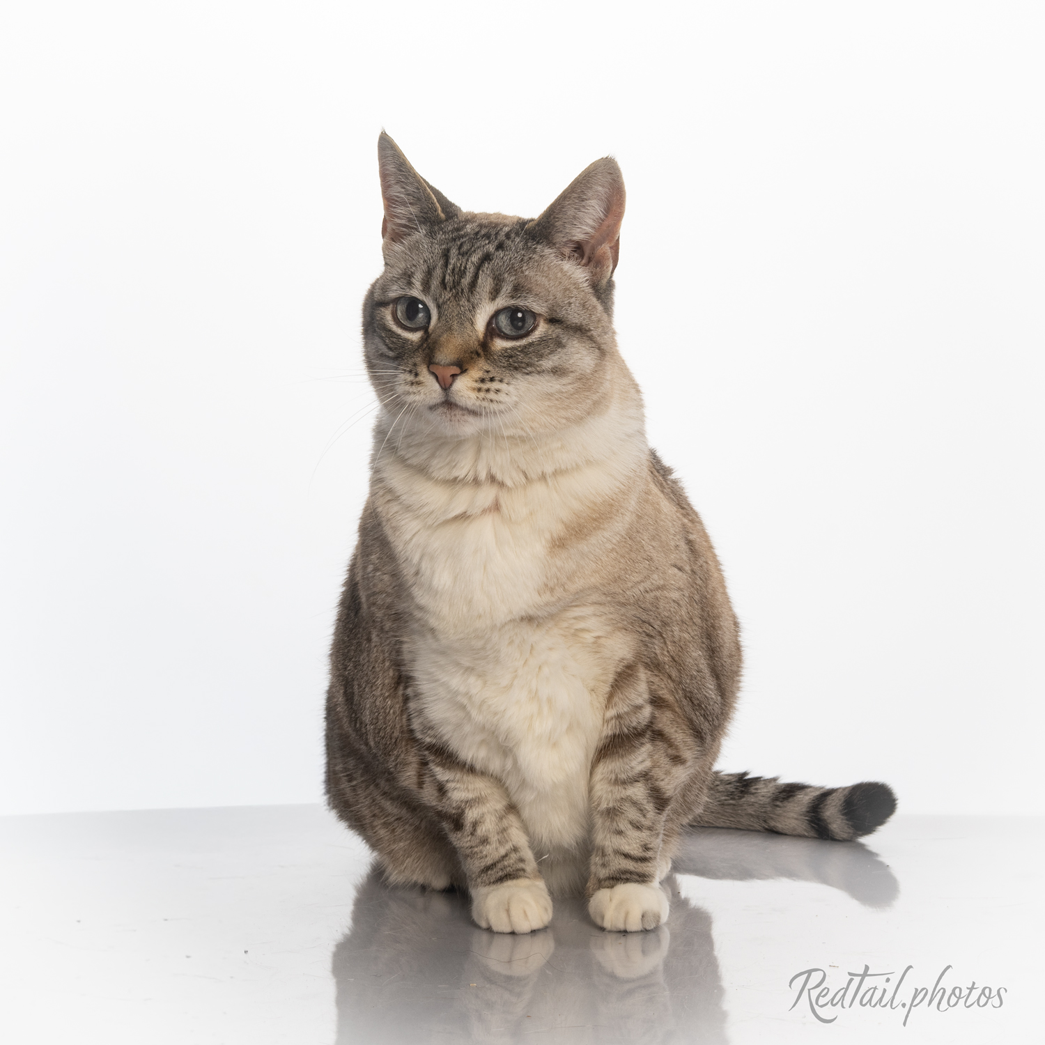 Cat portrait
