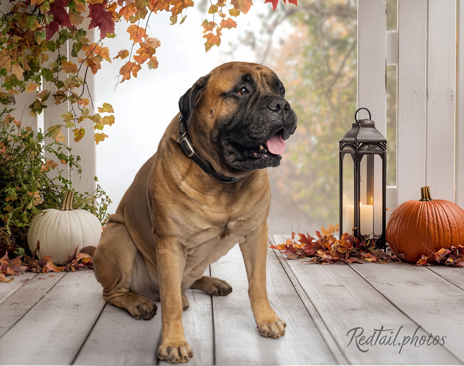 Dog photo