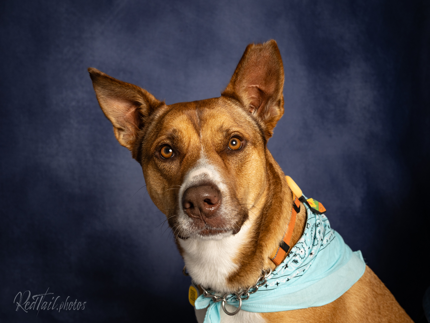 Dog photo