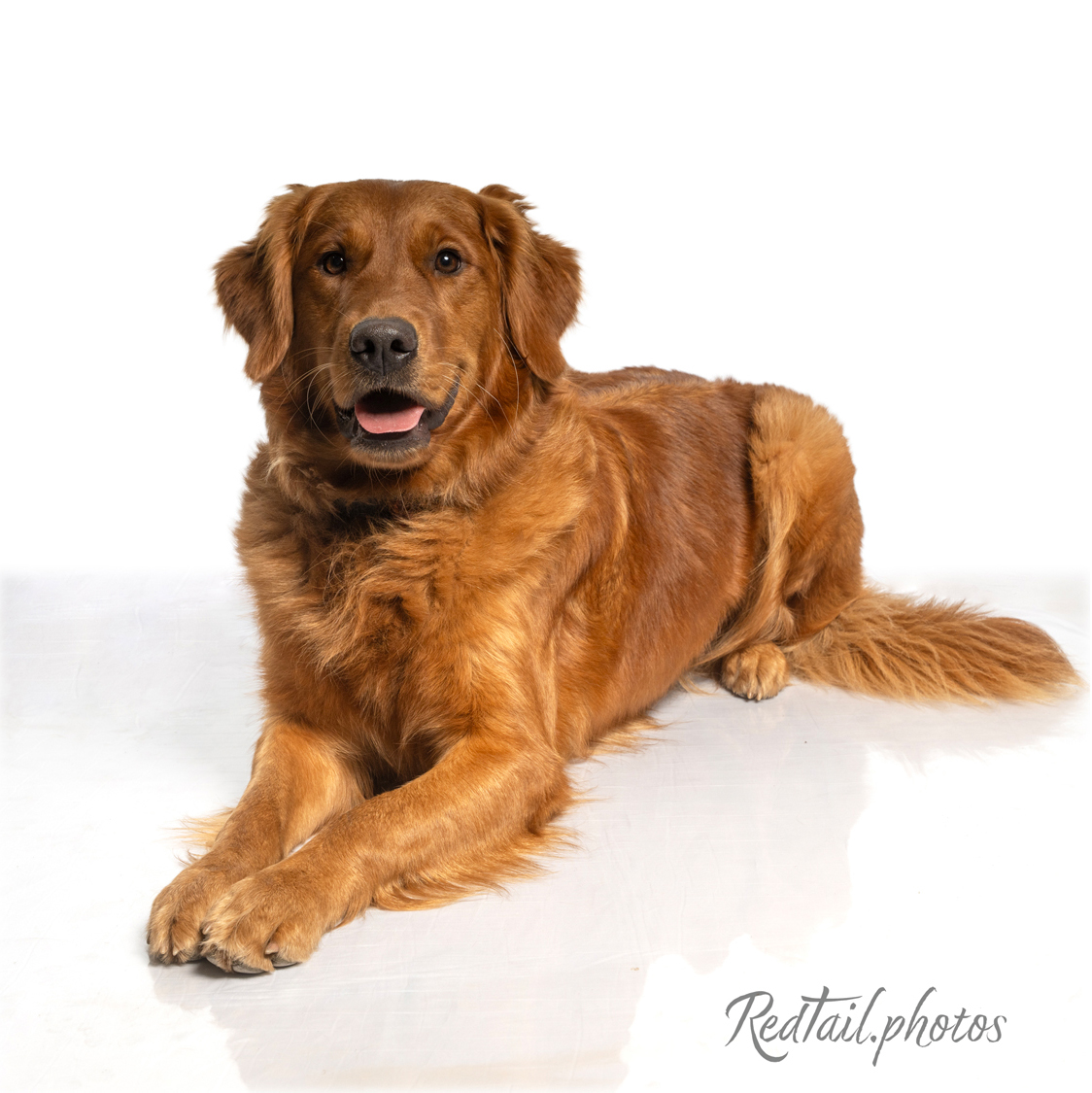 Dog photo