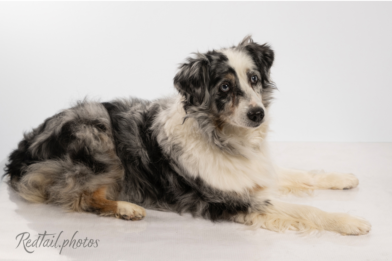 Dog photo