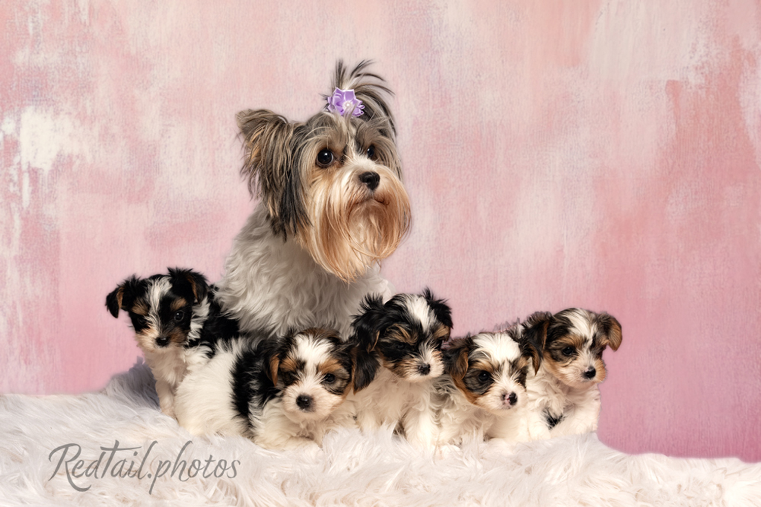 Dog photo