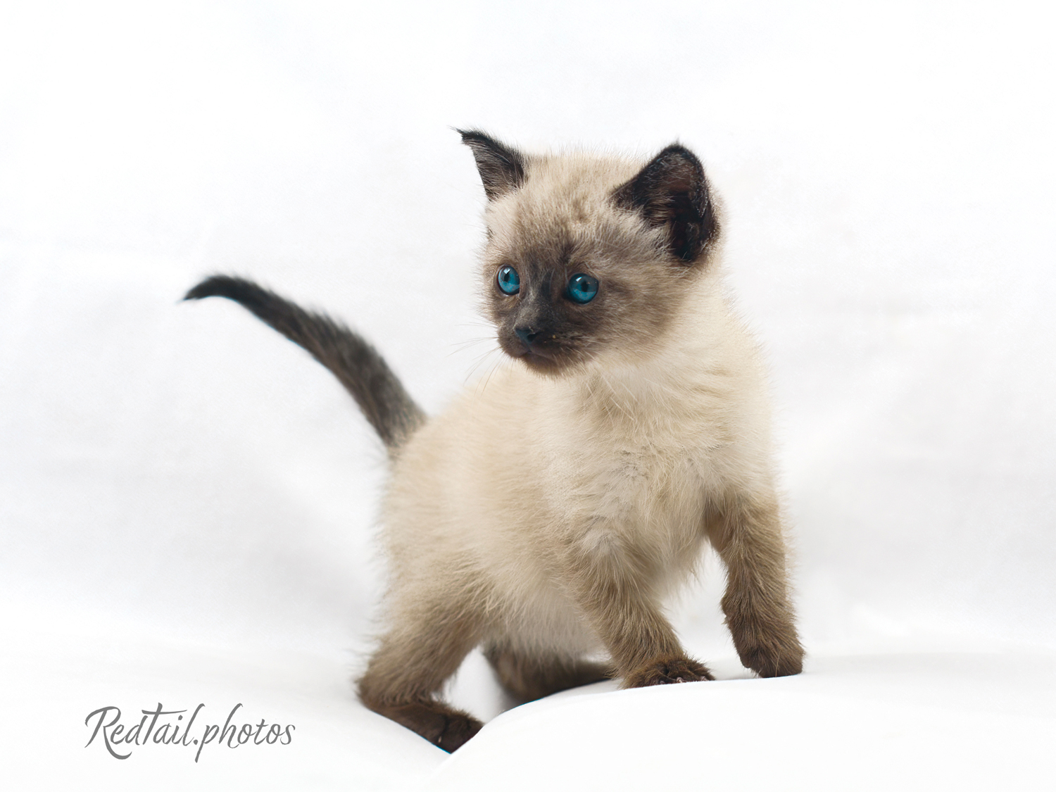 kitten photo