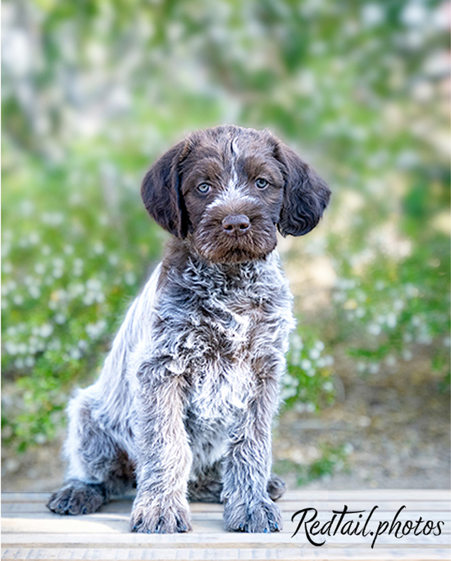 Dog photo