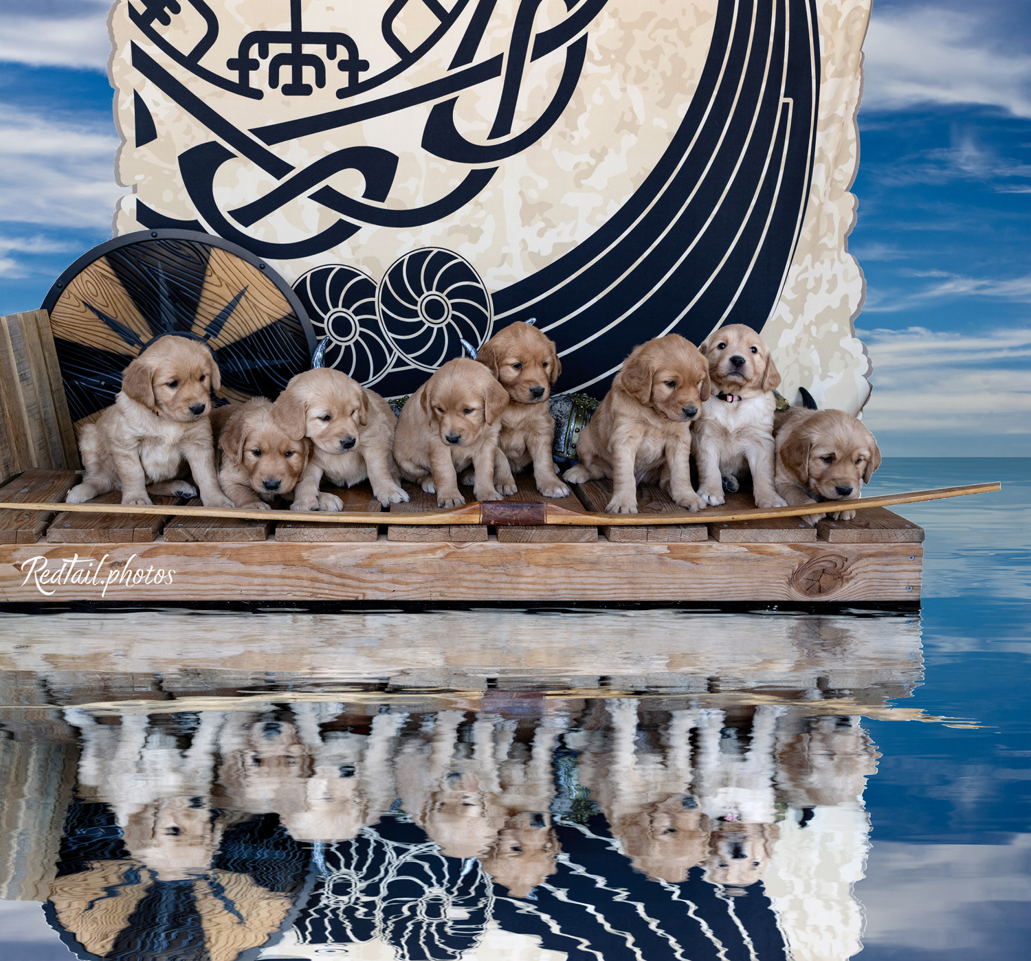 Puppies photo