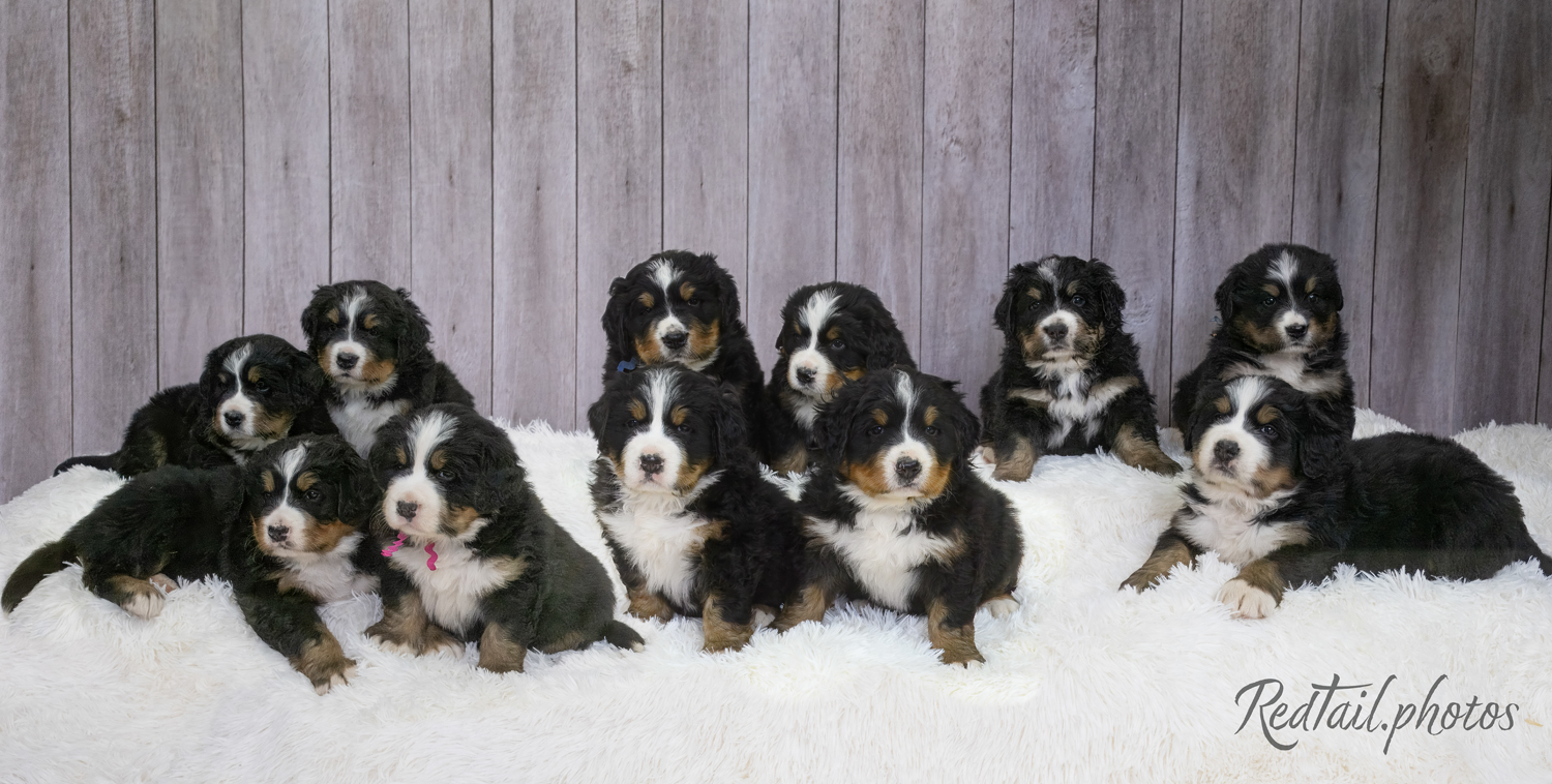 Puppy photo
