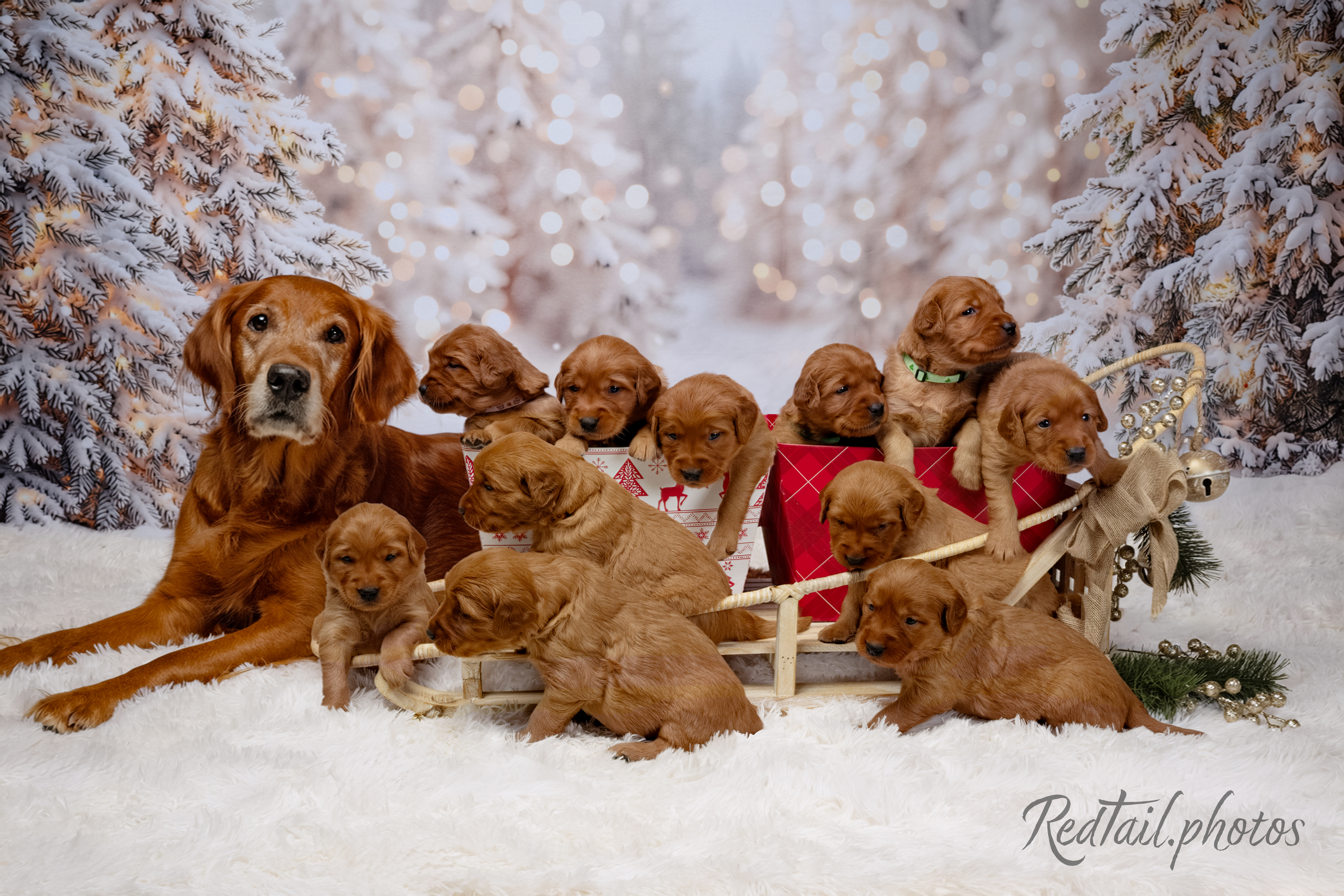 Puppies photo