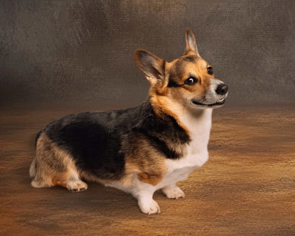 Dog photo
