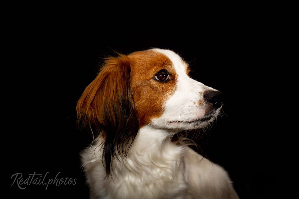 Dog photo