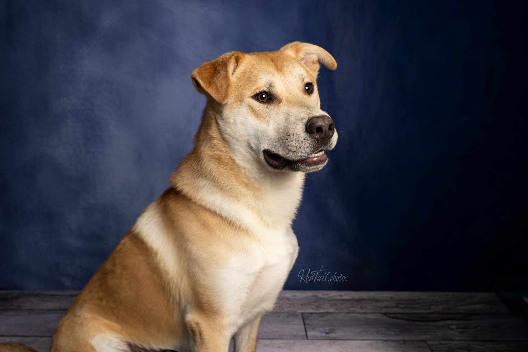 Dog photo