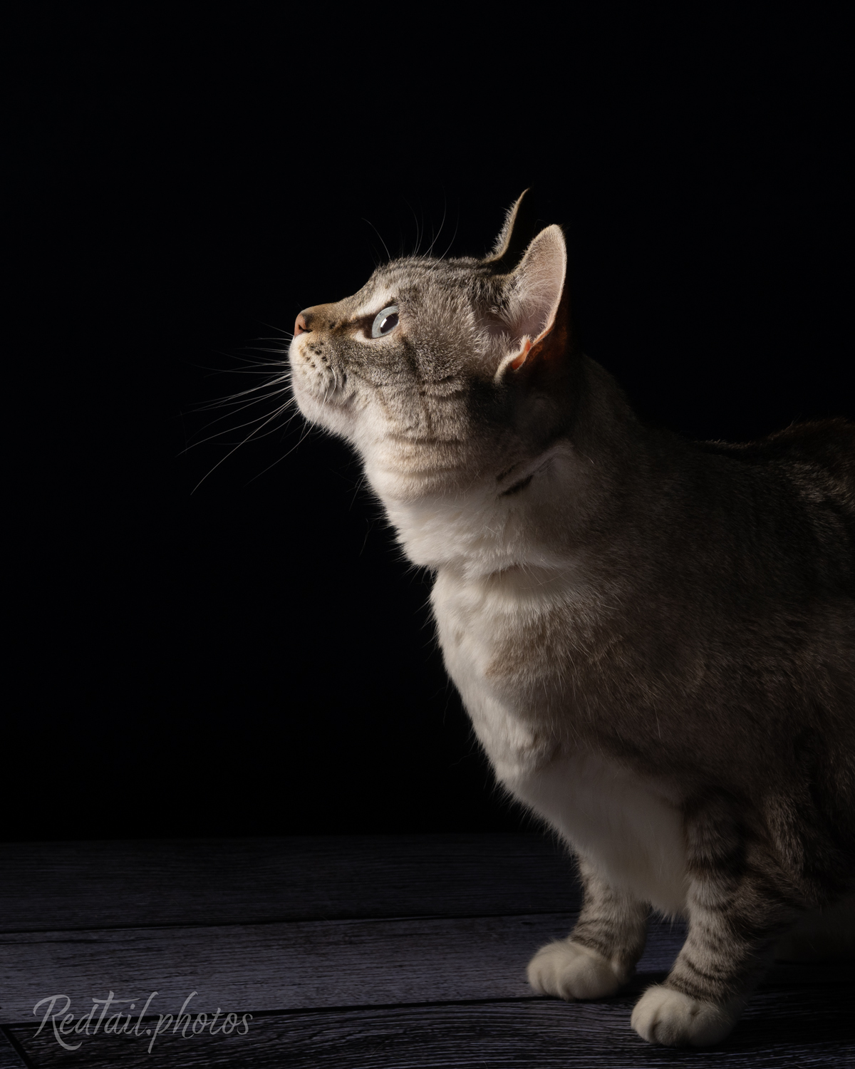 Portrait photo