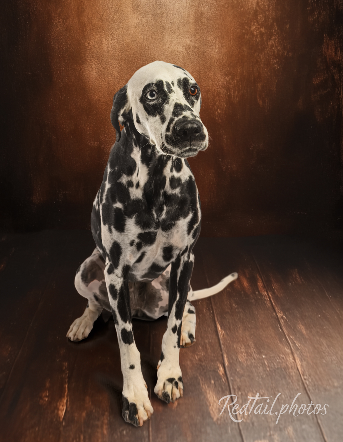 Dog photo